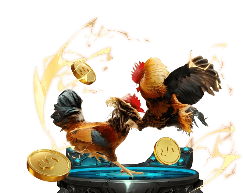 Các chiến kê đang thi đấu tại trường gà Thomo